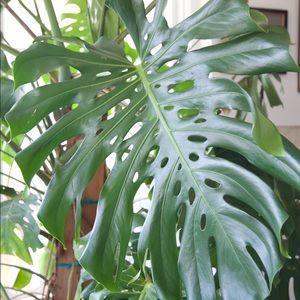 Meet your Posher, Ariel